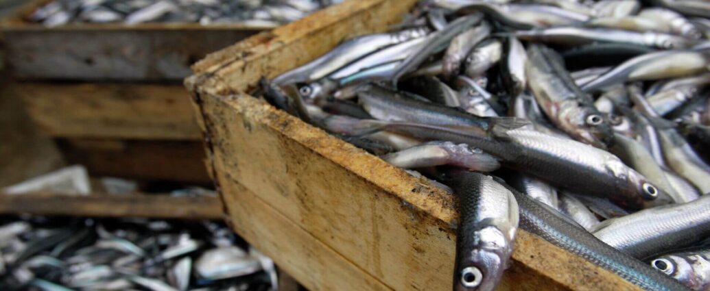 Ученые: у рыб есть вирус, опасный для глаз человека