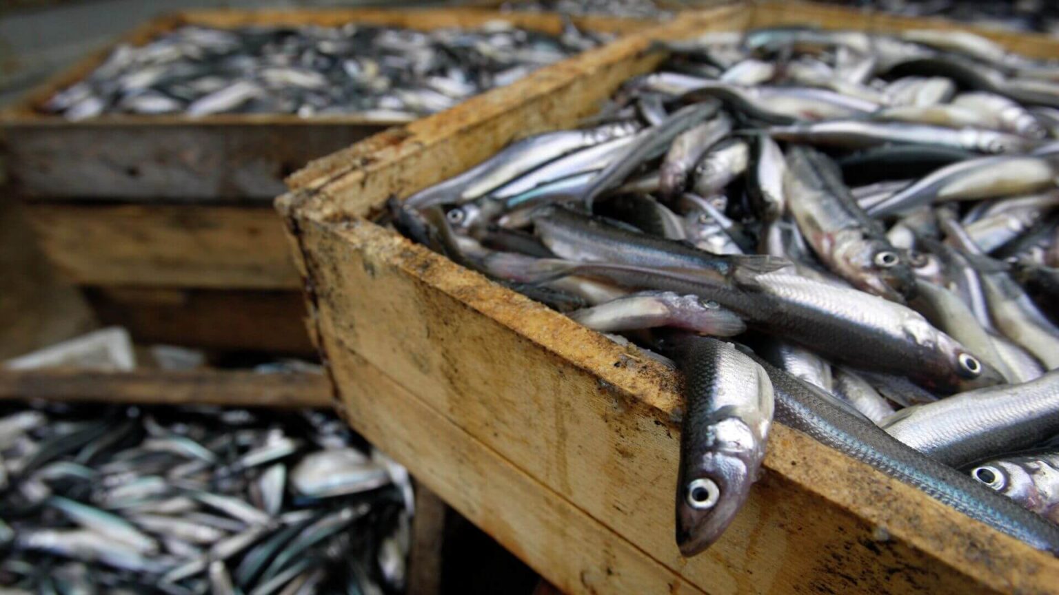 Ученые: у рыб есть вирус, опасный для глаз человека