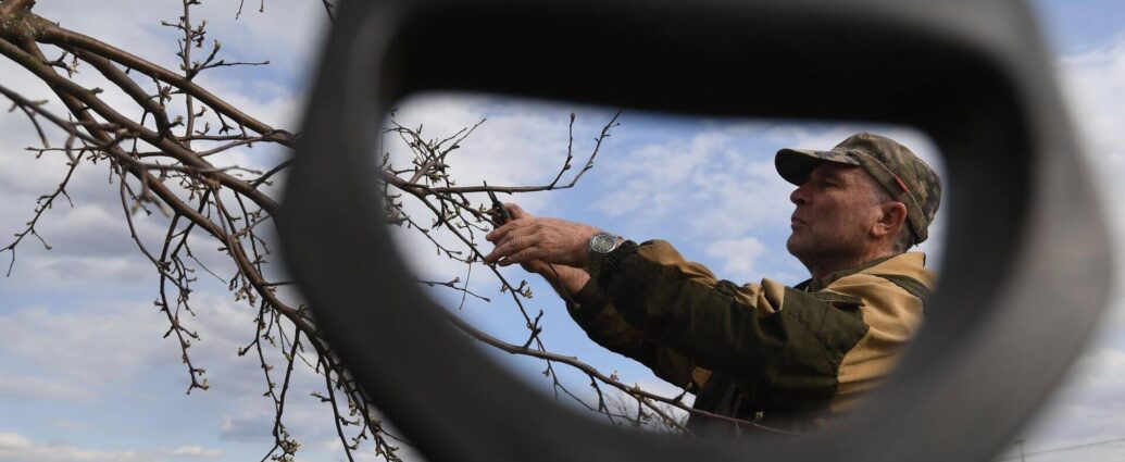 Обрезка деревьев: как не навредить и не заработать штраф