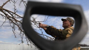 Обрезка деревьев: как не навредить и не заработать штраф