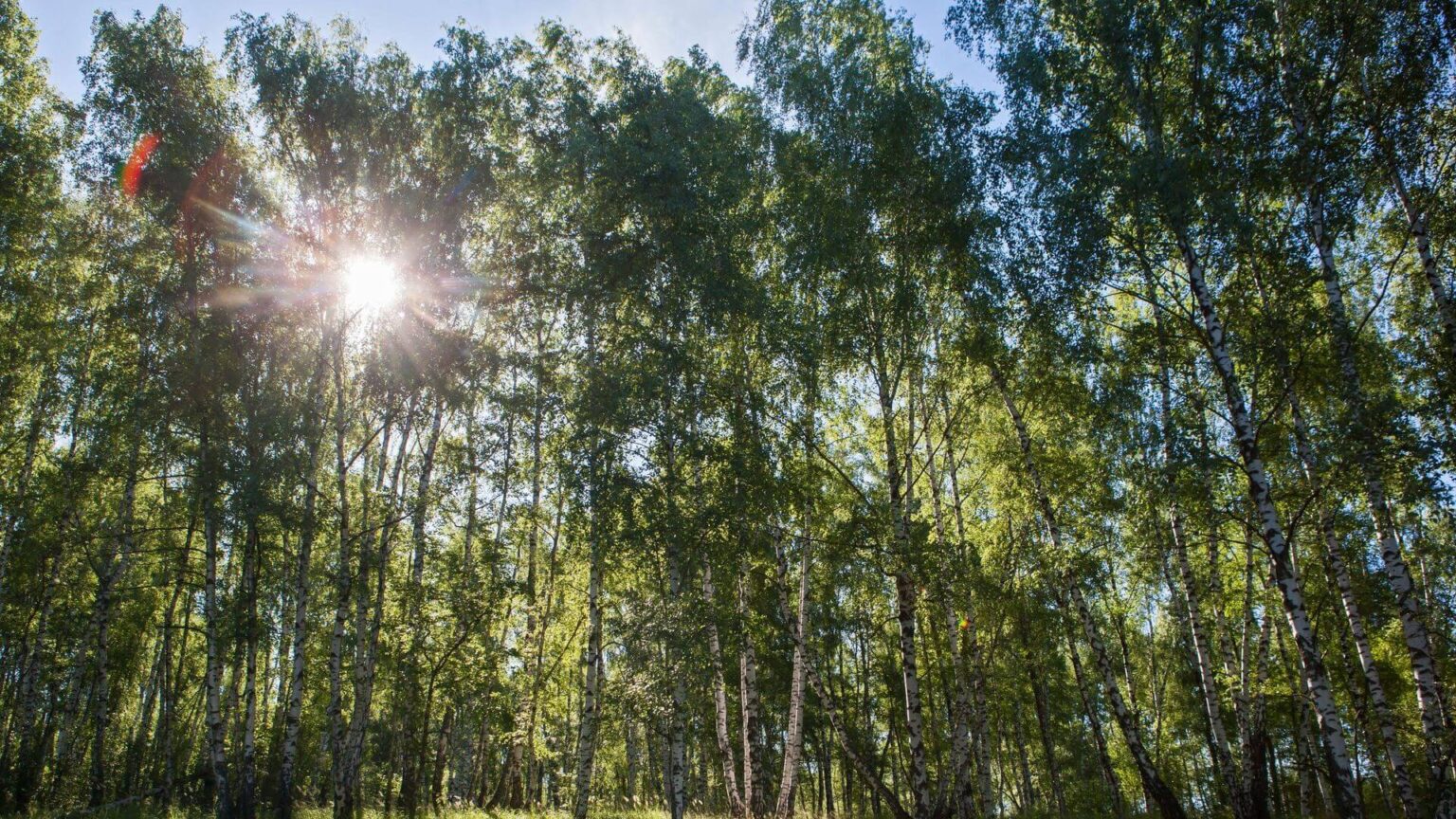 Ограничения и запреты на посещение лесов введены почти по всей Беларуси