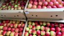 Беларусь может обеспечить себя отечественными яблоками этой зимой