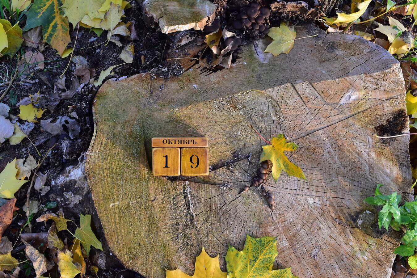 19 октября
