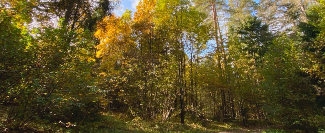 Ограничения на посещение лесов сохраняются в некоторых районах Беларуси